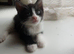 Nice kitten
