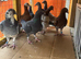 Racing pigeons