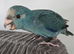 Kakarikis Handreared
