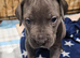 Puppies for sale