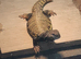 Wanted mature male Uromastyxs