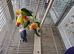 Proven breeding pairs  lovebirds for sale