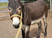 5yo donkey gelding