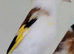 Goldfinch&rsquo;s