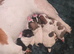 Jack pack puppies