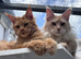 Stunning Purebred Maine Coon Boy Cream/red