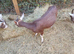 Goat kids for sale