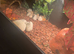 4 foot Viv
