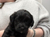 5* mini labradoodle DNA tested parents and grandparents