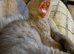 Pedigree British Shorthair