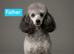 F1B Cockapoo Puppies