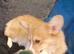 Full KC,4 yr old corgi girl