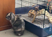 Waffle and Latte need a good home together!