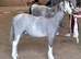 Welsh Section A 2 year old gelding