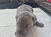 3 beautiful staff puppies