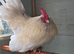 White Barbu D'uccle Cockerel