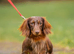 Long Haired Miniature Dachshund