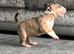 English bull terrier girl