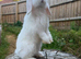 Mini lop buck