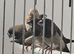 Benalese finches for sale