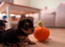 Yorkshire terrier biewer chocolate/ chocolate & tan
