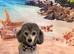 Silver Phantom Toy Poodle Available for Stud