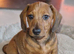 last puppy (male), Miniature dachshund