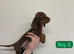 Dachshund