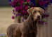 KC Reg Chocolate stud with FTCH Pedigree & 0/0 Hips
