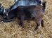 Pygmy Goat Nannies