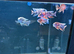 Malawi cichlids peacocks and haps