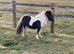 Shallowater Precious - Registered Miniature Shetland