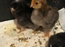 UNSEXED Cream Legbar and Cochin chicks 1 week old