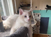 Ziggy is looking for a home