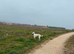 Whippet x collie