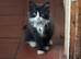 Beautiful female kitten