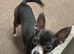 2 gorgeous teacup chihuahuas looking for their forever home