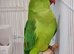 Indian Ringneck Parakeets – 4 Months Old