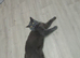 Gorgeous British shorthair boy looking for a home