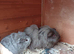 Baby silver Guinea pig