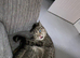Bengal ( Loving and caring )
