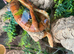 2  corn snake with enclosure
