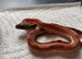 Extreme pied and high white pied sided corn snakes cb26