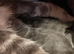 Beautiful Russian Blue x Tabby 8 weeks old fully litter trained