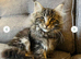 Maine coon cat for sale £600