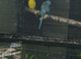 Breeding pair of Ringneck