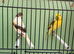Harlequin canary’ pair