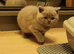 Brithish shorthair kittens