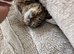 British shorthair mix