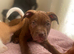 puppies